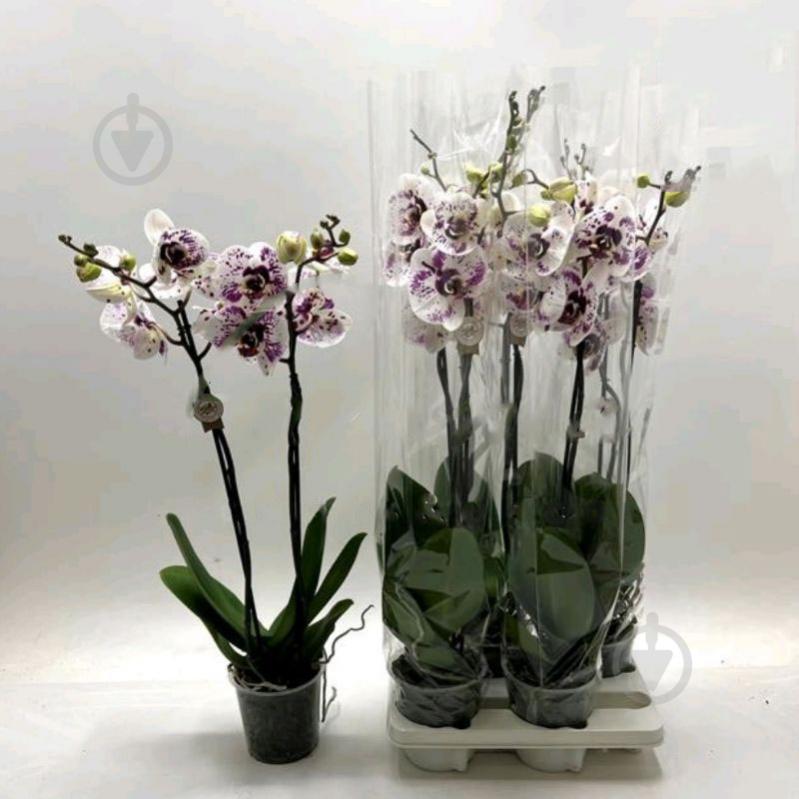 Растение Фаленопсис (орхидея) гранди 15x100 2 ствола Picasso (Florious Orchids) - фото 1