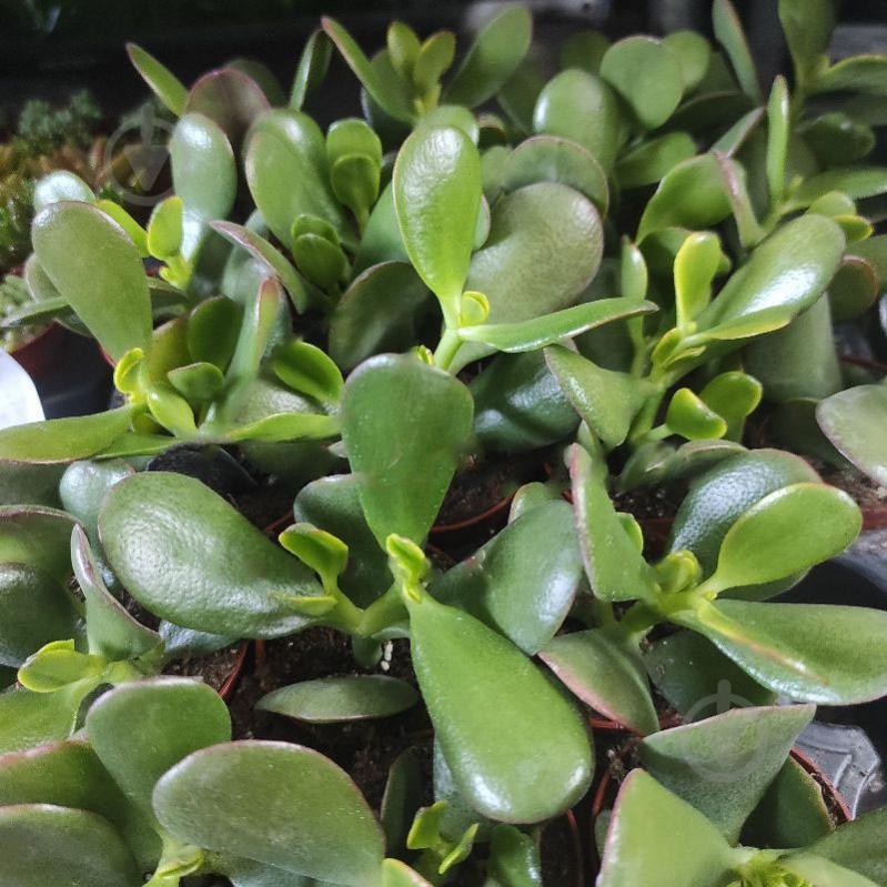 Растение Крассула 5х10 Ovata - фото 1