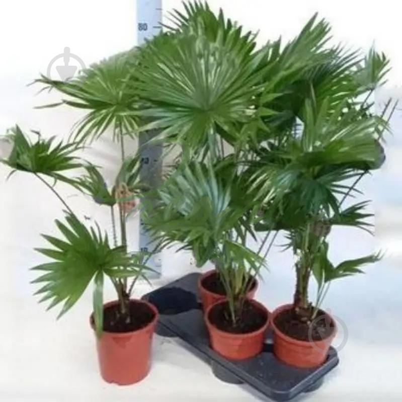 Растение Ливистона 24х100 - фото 1