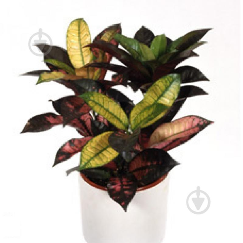 Растение Кротон 17х100 Mrs Iceton - фото 1