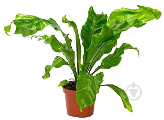 Растение комнатное Асплениум 12х35 см Nidus - фото 1