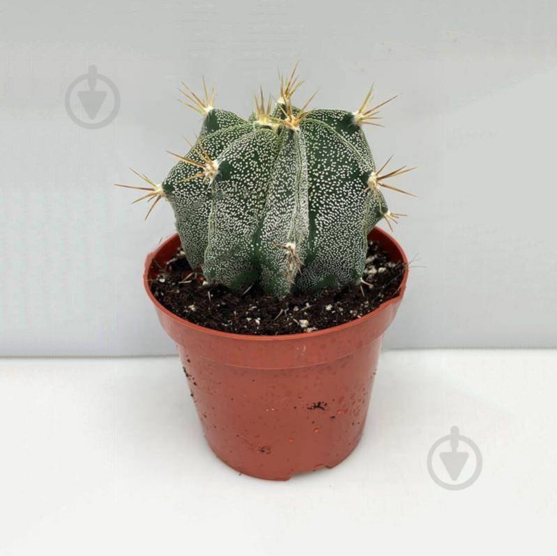 Растение Кактус 08*13 Astrophytum Ornatum - фото 1