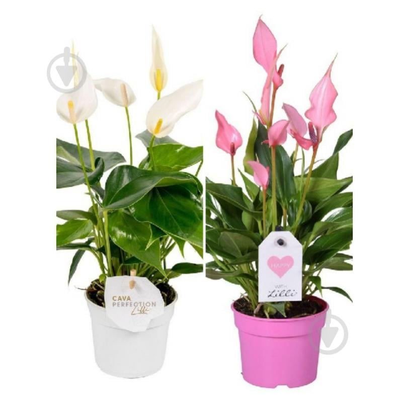 Растение Антуриум 09х25-30 Lilli - фото 1