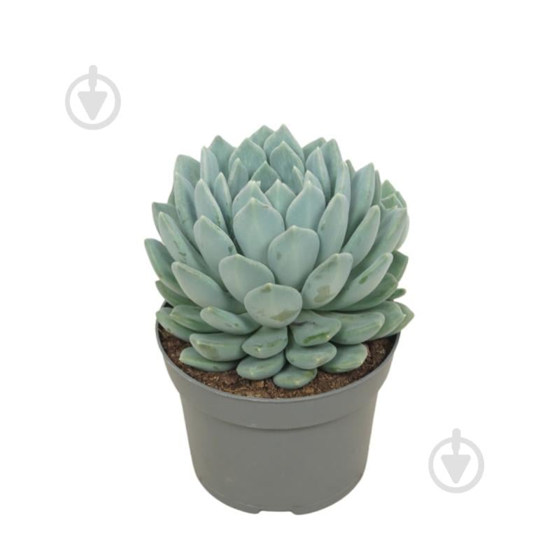 Растение Пахифитум 13х15 Corvus - фото 1 Растение Пахифитум 13х15 Corvus - фото 1