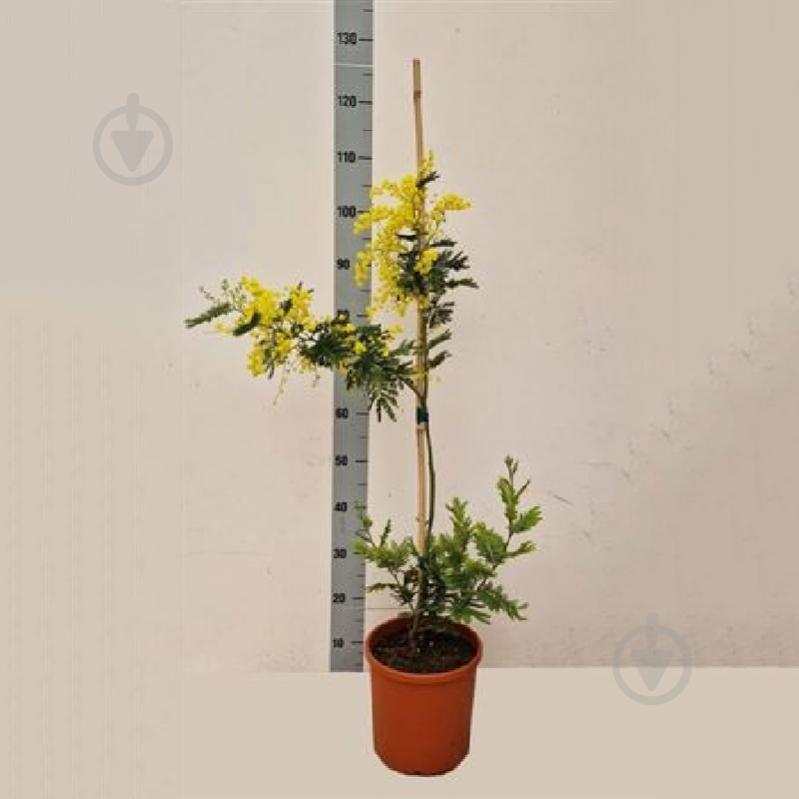 Растение Мимоза 24х100 Acacia Paradoxa цветущая - фото 1 Растение Мимоза 24х100 Acacia Paradoxa цветущая - фото 1