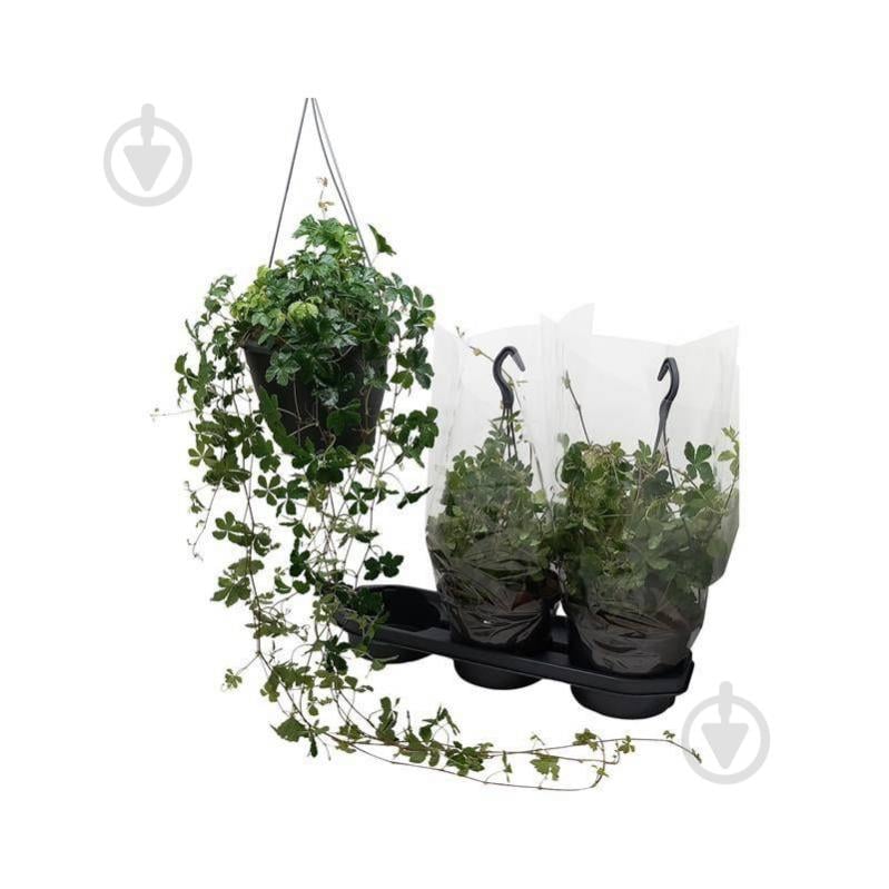 Растение Партеноциссус 19x80 Sugar Vine в подвесе - фото 1 Растение Партеноциссус 19x80 Sugar Vine в подвесе - фото 1