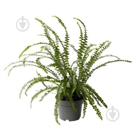 Растение Нефролепис 10x25 Duffy - фото 1 Растение Нефролепис 10x25 Duffy - фото 1