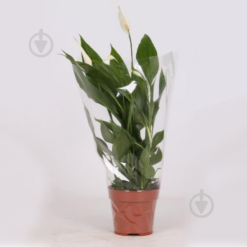 Растение Спатифиллум 13х50-55 - фото 1