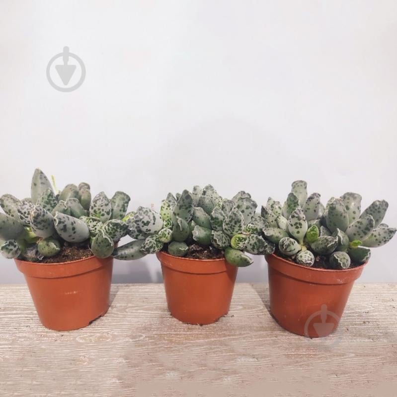 Растение Адромискус (суккулент) 08х10 Grey - фото 1 Растение Адромискус (суккулент) 08х10 Grey - фото 1