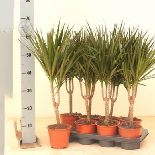 Рослина Драцена 14x70 Marginata 1 стовбур - фото 1 Рослина Драцена 14x70 Marginata 1 стовбур - фото 1