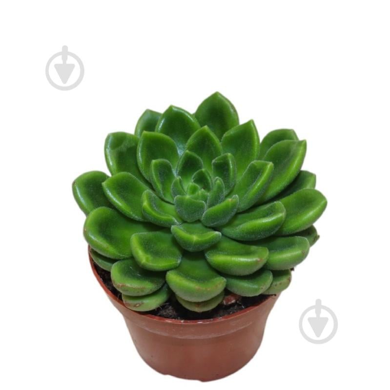 Растение Эхеверия 10х15 Setosa - фото 1