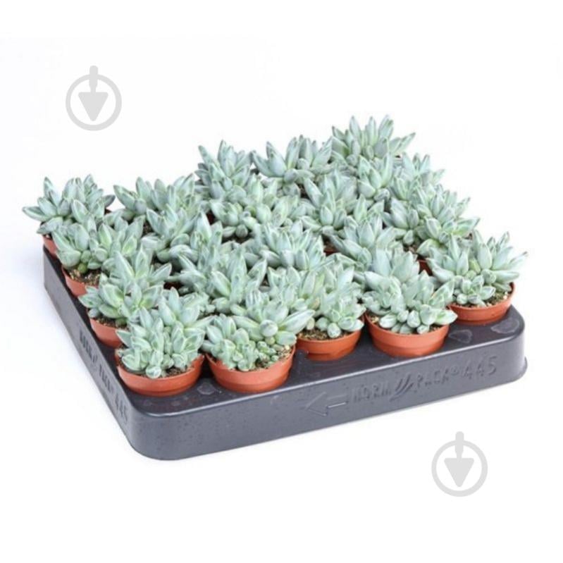 Растение Пахифитум 05х08 Compactum - фото 1 Растение Пахифитум 05х08 Compactum - фото 1