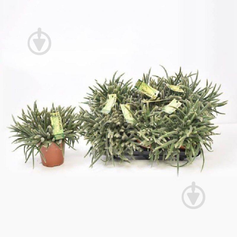 Растение Рипсалис 12х20 Baccifera - фото 1 Растение Рипсалис 12х20 Baccifera - фото 1