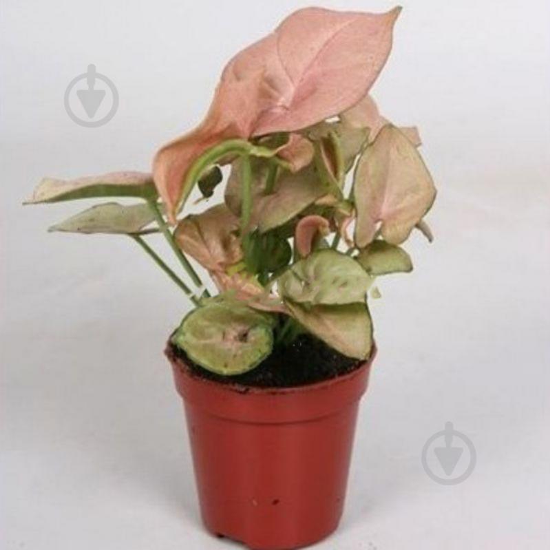 Растение Сингониум 05x15 Red Heart - фото 1 Растение Сингониум 05x15 Red Heart - фото 1