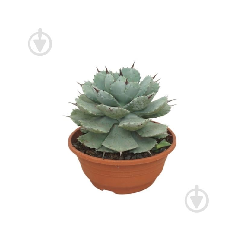 Растение Агава 20х30 Potatorum - фото 1