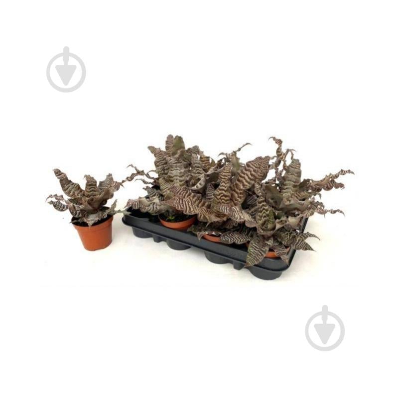 Растение Криптантус 09x15 Zonatus - фото 1 Растение Криптантус 09x15 Zonatus - фото 1