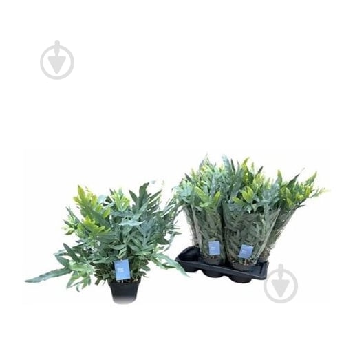 Растение Флебодиум 17x50 Blue Star - фото 1