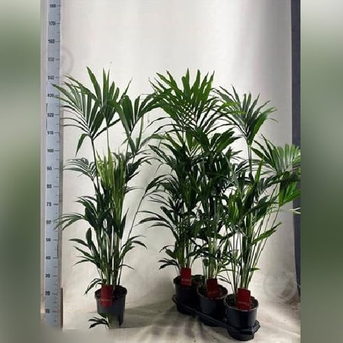 Растение Ховея 19x140 - фото 1