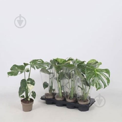 Рослина Монстера 12x40 Deliciosa Variegata - фото 1 Рослина Монстера 12x40 Deliciosa Variegata - фото 1