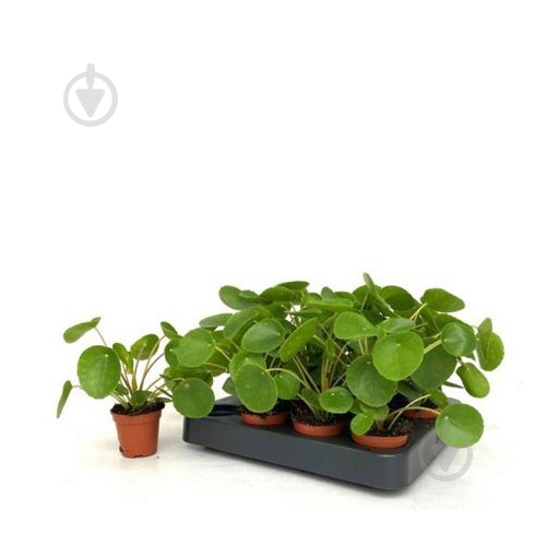 Растение Пилея 05x12 Peperomioides - фото 1 Растение Пилея 05x12 Peperomioides - фото 1
