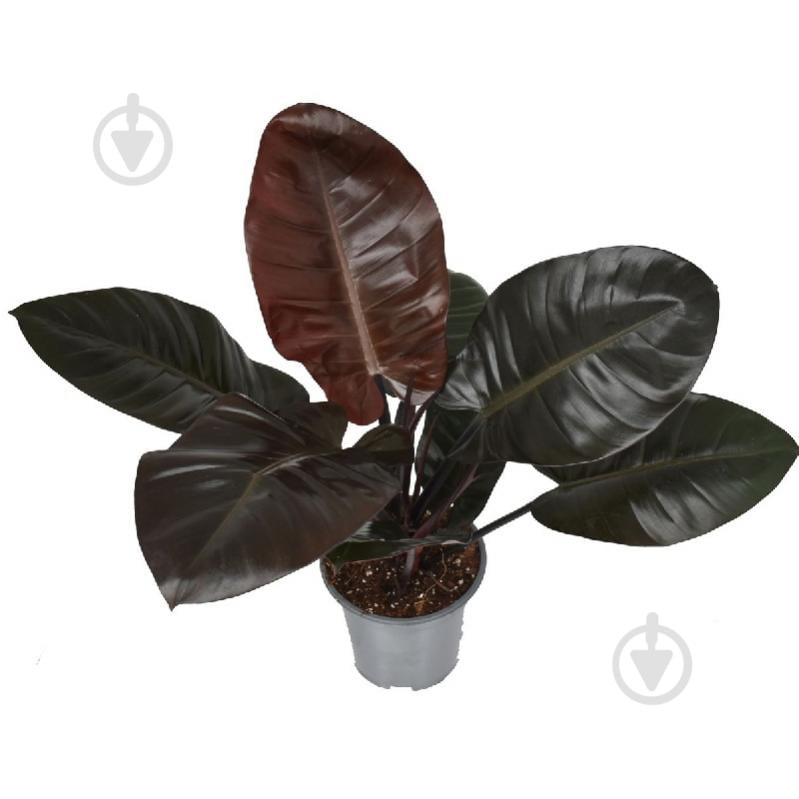 Растение Филодендрон 12x45 Black Cardinal - фото 1