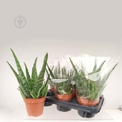 Растение Алоэ 12х25 Tropical - фото 1 Растение Алоэ 12х25 Tropical - фото 1