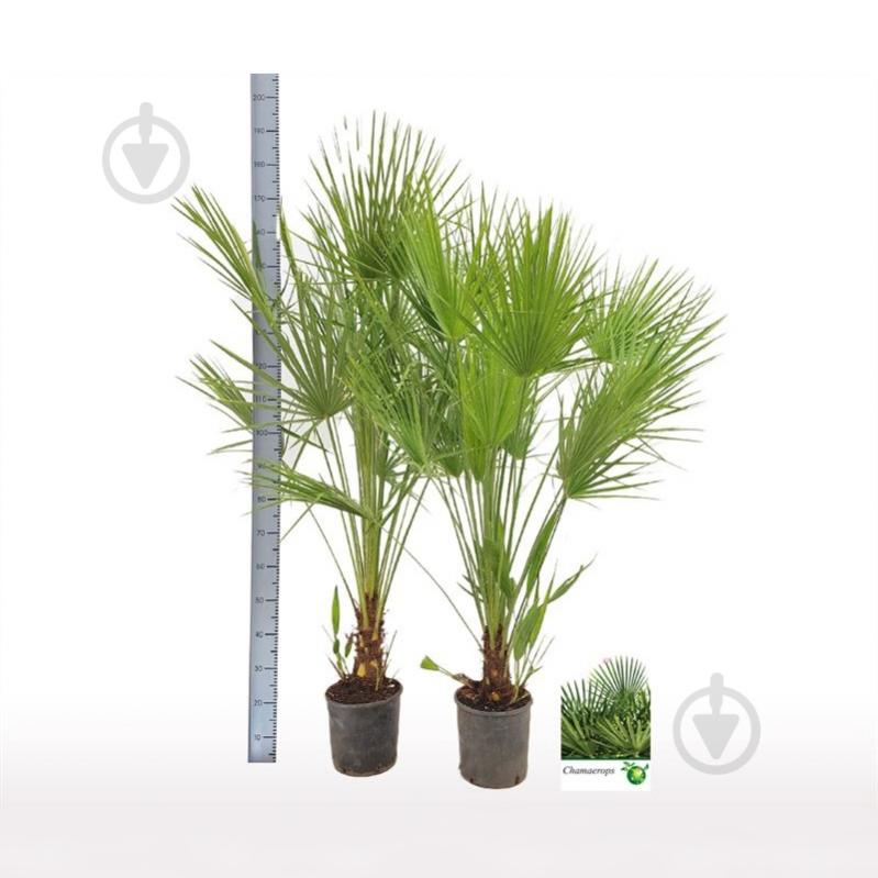 Растение Хамеропс 24x160 - фото 1