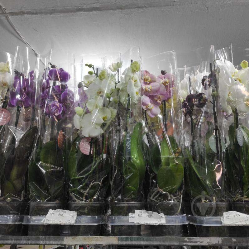 Растение Фаленопсис (орхидея) 12х60 Authentic микс (Ter Laak Orchids) - фото 2