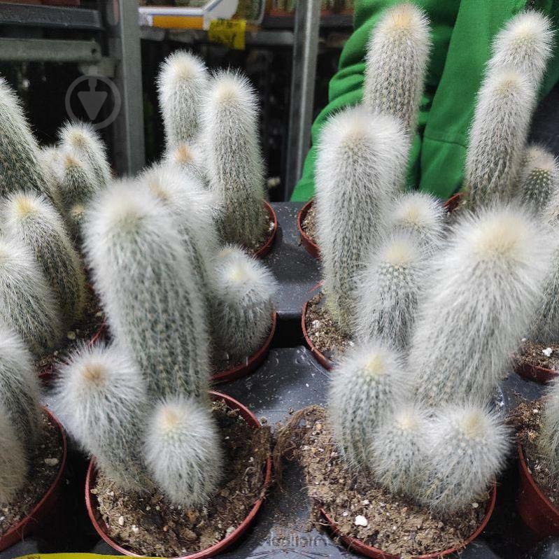 Растение Кактус 8х12 Cleistocactus Strausii - фото 1