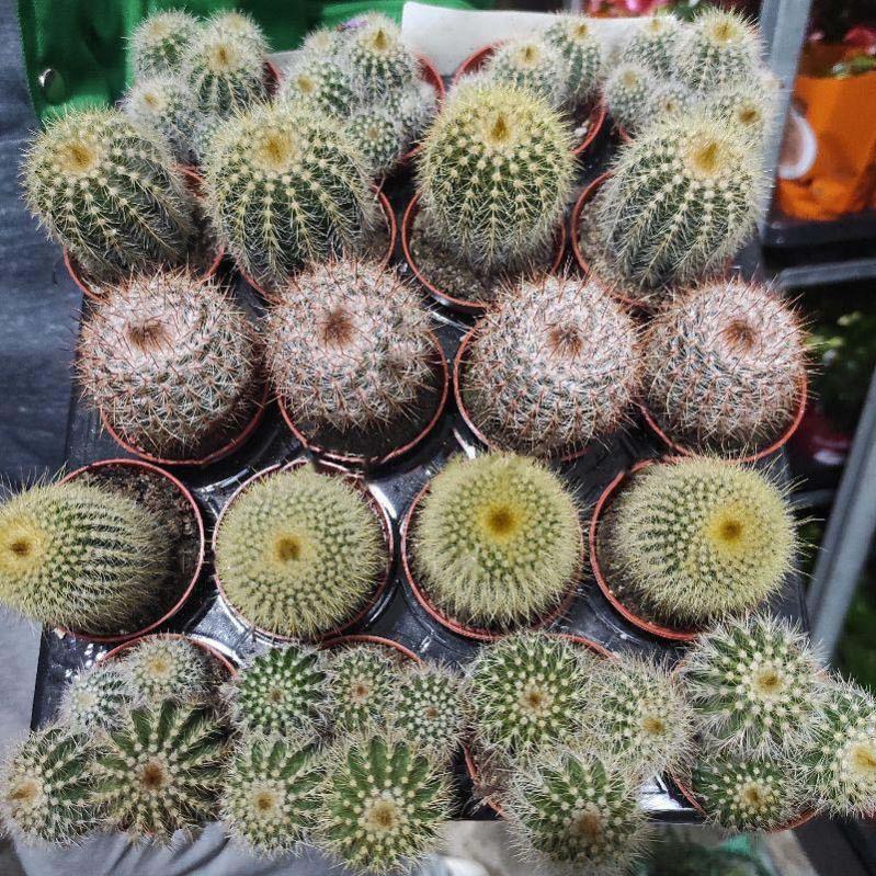 Растение Кактус 5х8 Notocactus микс - фото 1