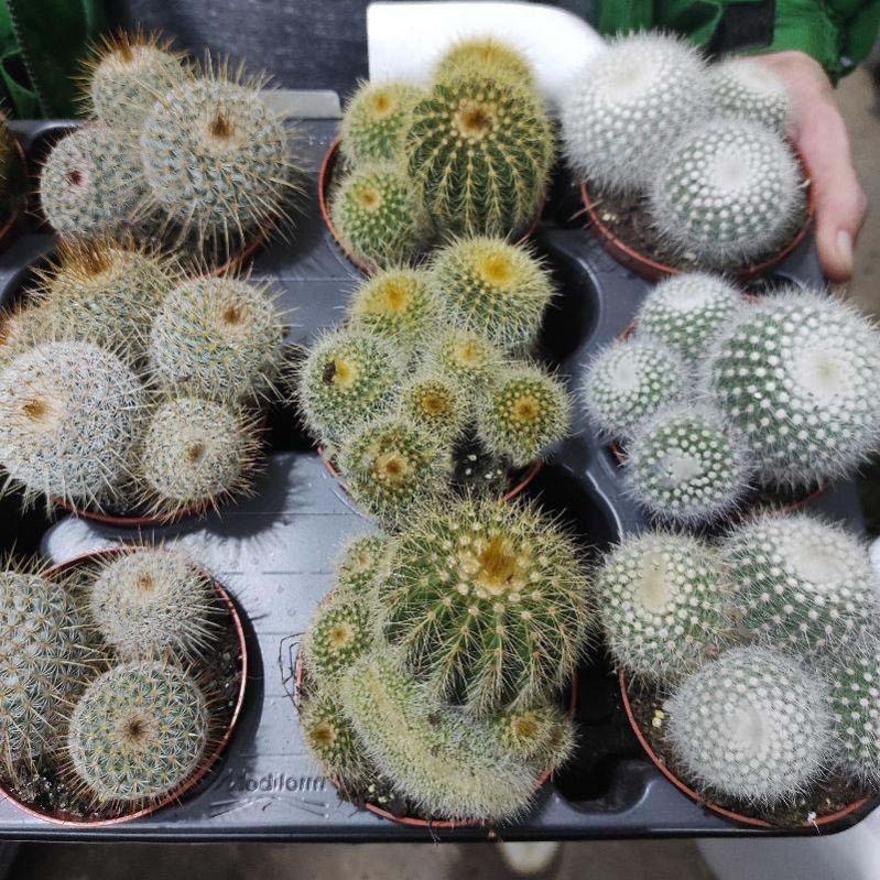 Растение Кактус 8х10 Notocactus микс - фото 1