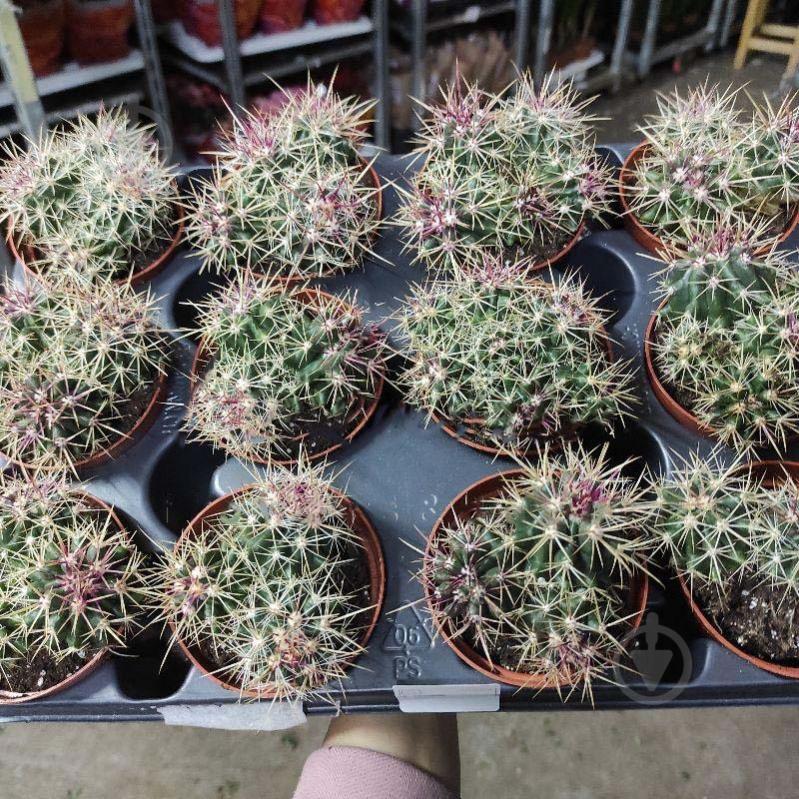 Растение Кактус 8х12 Ferocactus Glaucescens - фото 1 Растение Кактус 8х12 Ferocactus Glaucescens - фото 1
