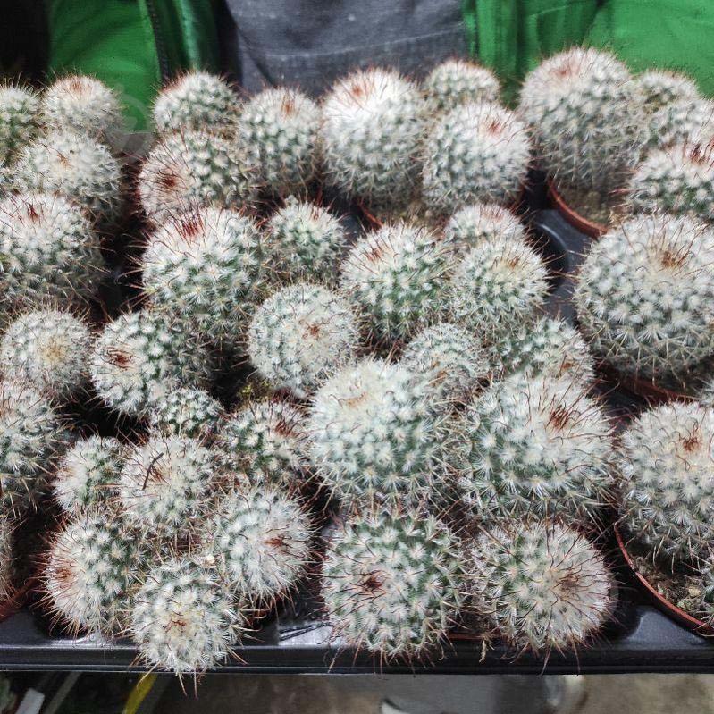 Рослина Кактус 8х10 Mammillaria Bombycina - фото 1