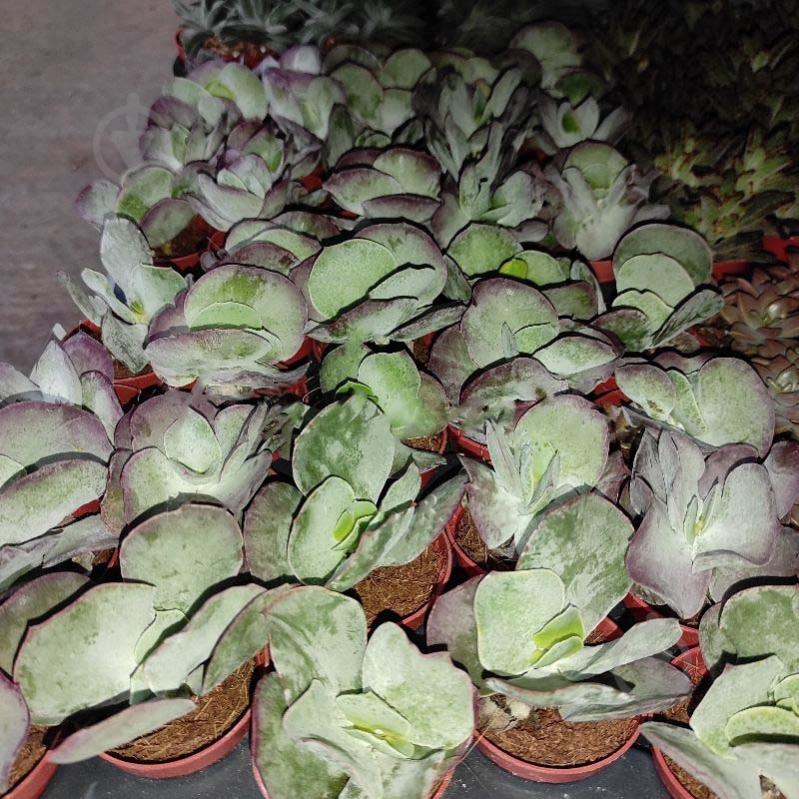 Рослина Сукулент 5х10 Kalanchoe Red Lips - фото 1 Рослина Сукулент 5х10 Kalanchoe Red Lips - фото 1
