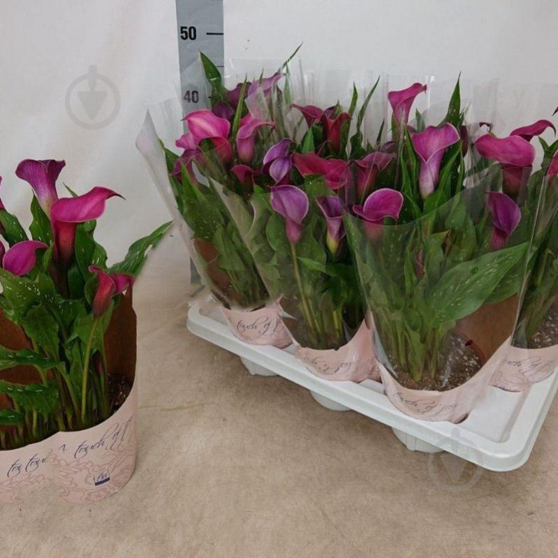 Растение Калла 13х35 розовая - фото 1 Растение Калла 13х35 розовая - фото 1