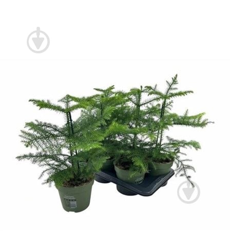 Растение Араукария 17x40 - фото 1