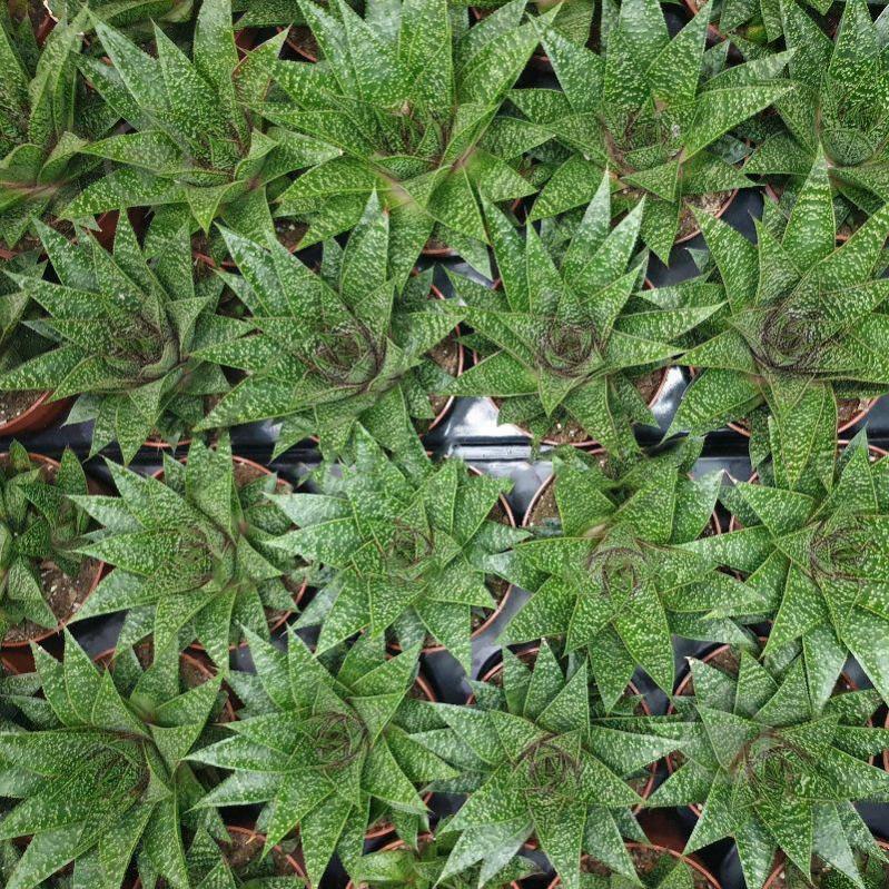 Растение Гастерия 8х15 Flow - фото 1