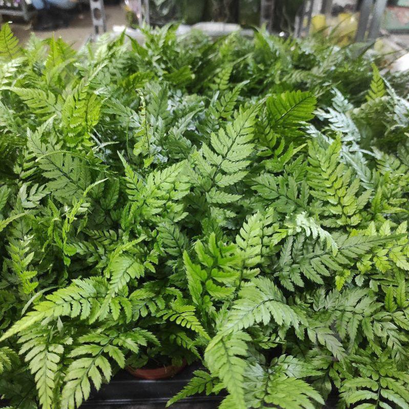 Растение Папоротник 9x20 Athyrium - фото 1