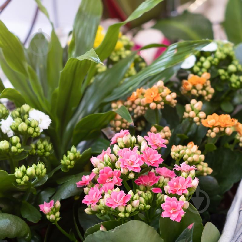 Субстрат универсальный Biovita Optima 50 л - фото 3