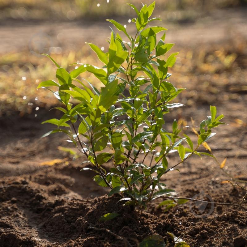 Субстрат Biovita Optima для хвойных 50 л - фото 3 Субстрат Biovita Optima для хвойных 50 л - фото 3
