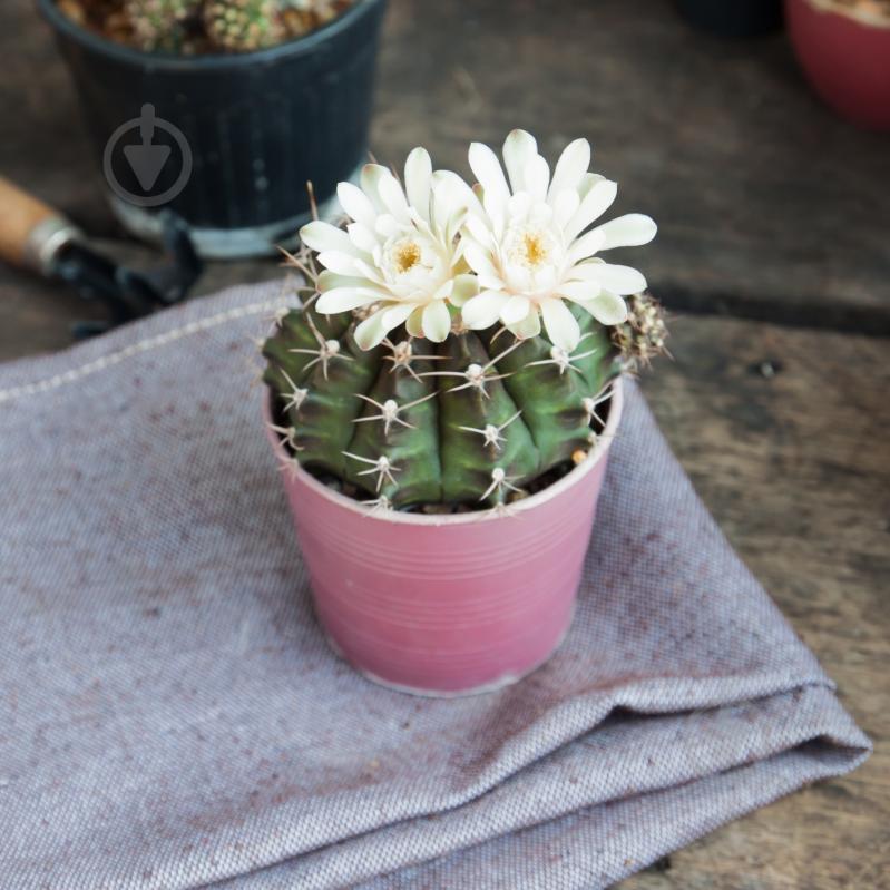 Субстрат Biovita для какутсов 5 л - фото 4