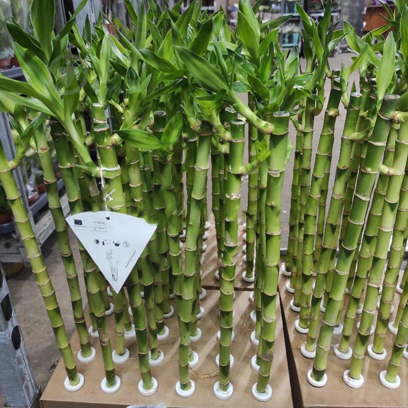 Растение Драцена 5х50 Lucky Bamboo - фото 1 Растение Драцена 5х50 Lucky Bamboo - фото 1