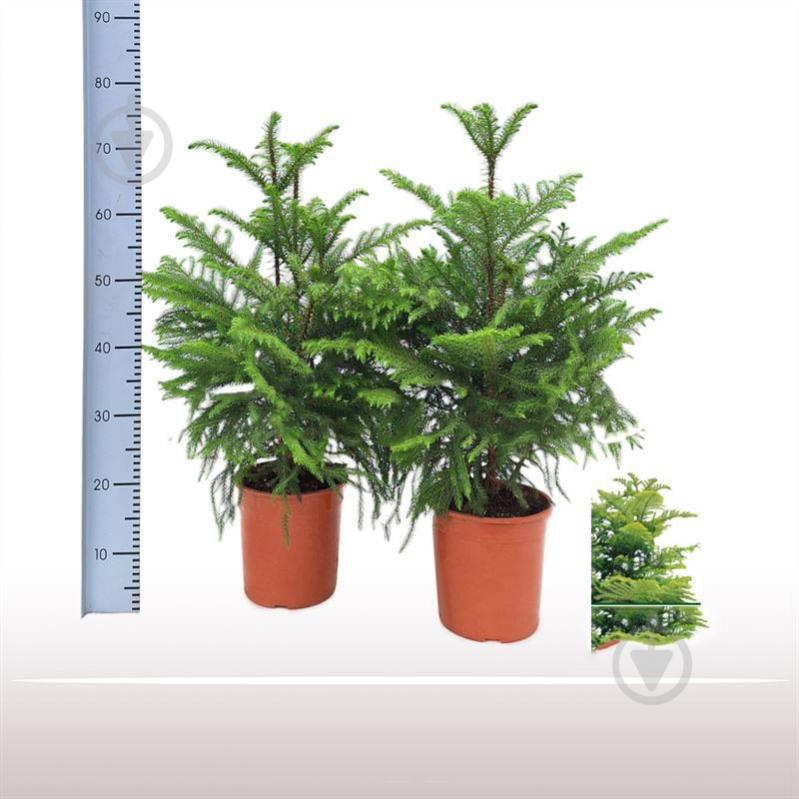 Растение Араукария 19х70 - фото 1