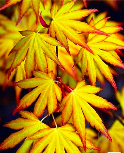 Растение Клен пальмолистый Катсура/Acer pal. Katsura С3 - фото 1