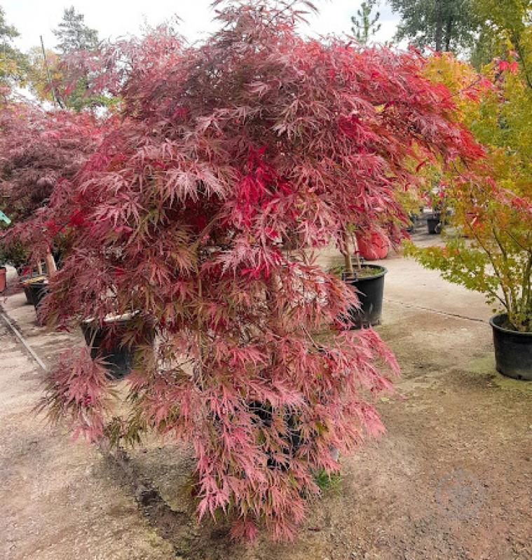 Рослина Клен японський /Acer palmatum С3-5 /Н 100-120 - фото 2