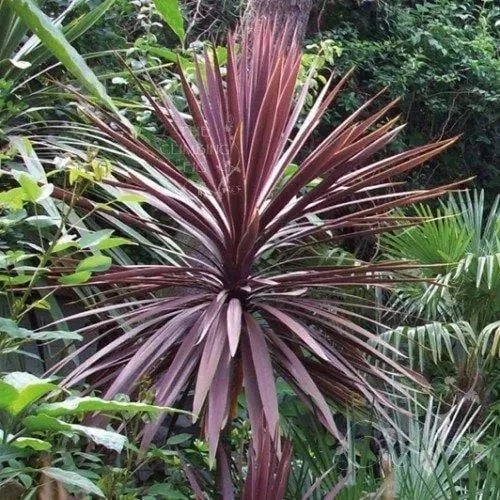 Растение Кордилина южная Пурпуреа/CORDYLINE australis Purpurea С3/Н 40-60 - фото 2