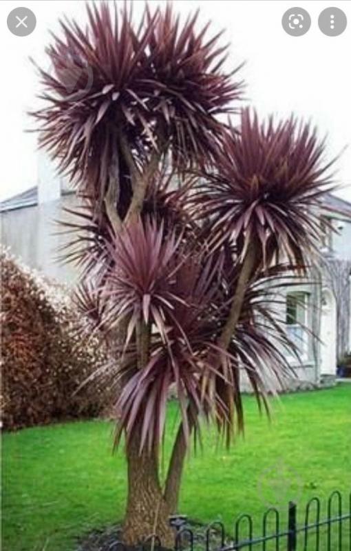 Рослина Кордиліна південна Пурпуреа/CORDYLINE australis Purpurea С3/ Н 40-60 - фото 3