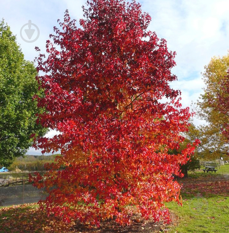 Растение Ликвидамбар смолоносный/Liquidambar styraciflua С7,5, Н 60-80 - фото 2