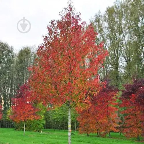 Растение Ликвидамбар смолоносный/Liquidambar styraciflua С7,5, Н 60-80 - фото 3