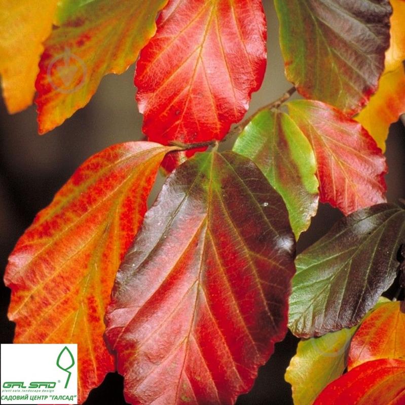 Растение Парротия персидская/Parrotia persica С7.5/Н 100 - фото 2